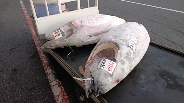 冷凍メバチマグロの運搬