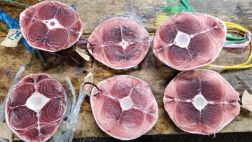 インドマグロの画像