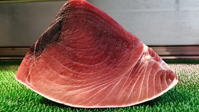 通常のライトを使ったメバチマグロ